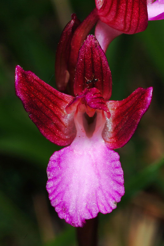 Orchidea colline livornesi da determinare